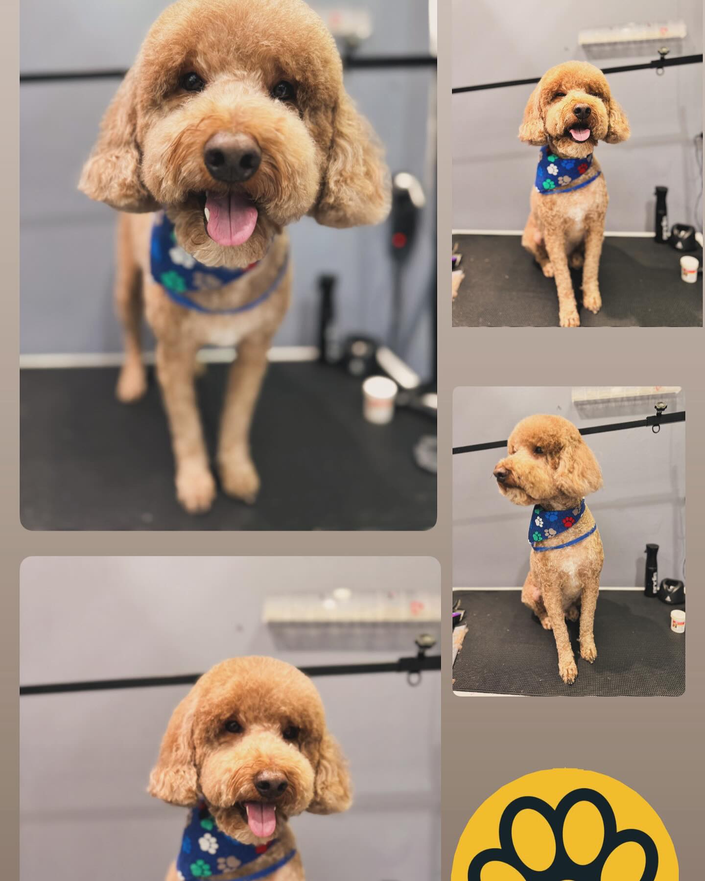 Poodle freshly groomed at Pierre's & Friends