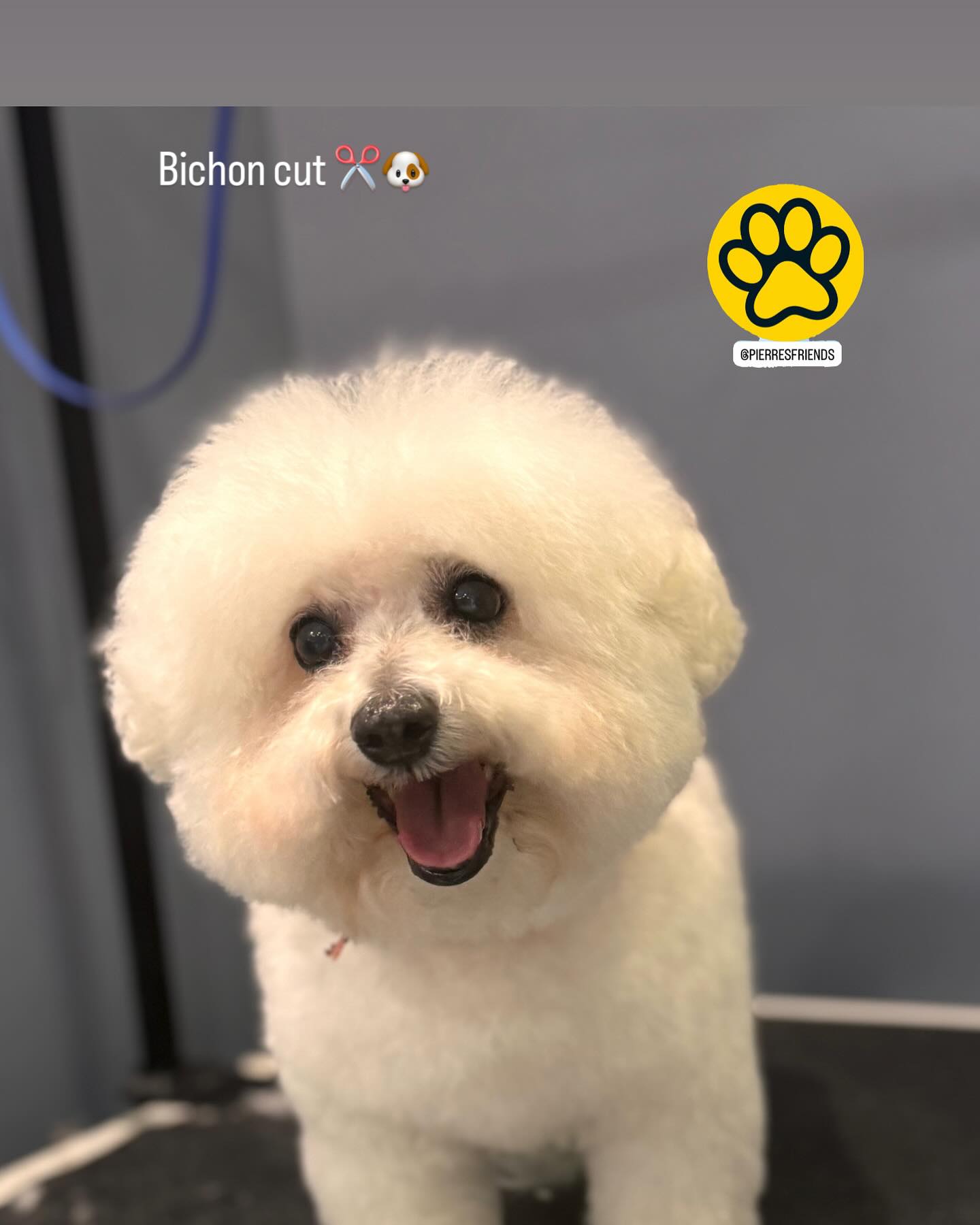 Bichon Frise freshly groomed at Pierre's & Friends