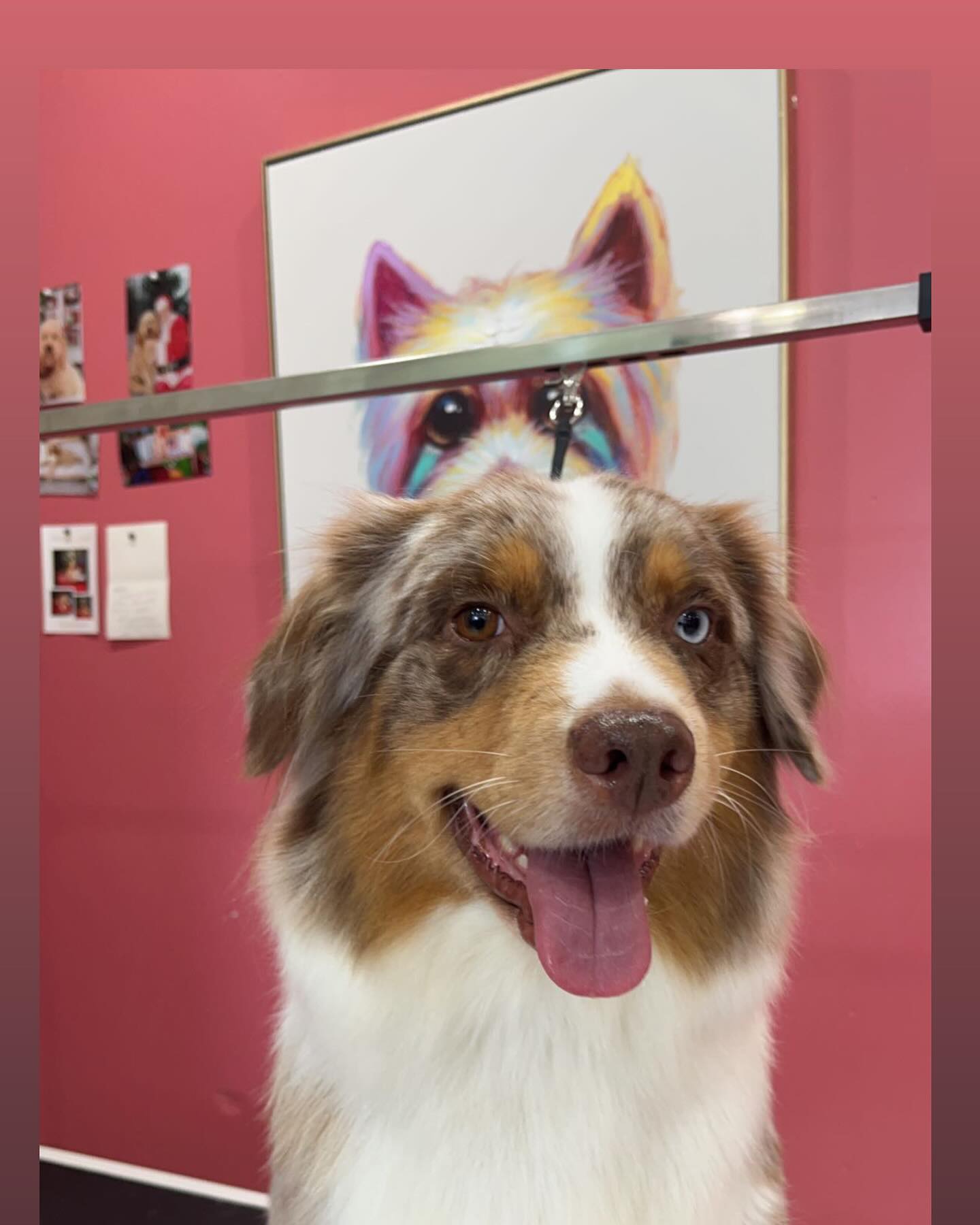 Australian Shepherd freshly groomed at Pierre's & Friends